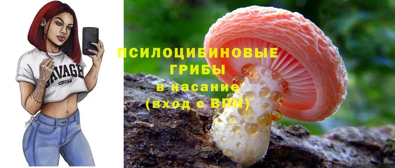 Псилоцибиновые грибы Psilocybe  Солигалич 